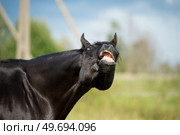 portrait of black stallion sniffing at pasture. close up. Стоковое фото, агентство Ingram Publishing / Фотобанк Лори