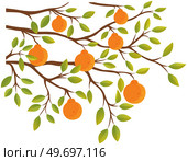 Orange citrus tree branch vector illustration. Summer nature, tropical exotic tree with green leaves and fruits of mandarin. Tangerines or oranges on brach. Natural eco food, fruit garden element. Summer tropical exotic tree with green leaves and fruits of mandarin. Tangerines or oranges on brach. Стоковая иллюстрация, агентство Ingram Publishing / Фотобанк Лори