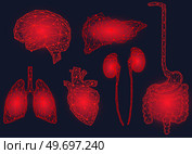 Set of polygonal human organs made of red lines and dots. Medical research of human body, innovative approach concept. Anatomy, diagnostics of body systems. Brain, kidney, liver, lung, stomach, heart. Set of polygonal human organs made of red lines and dots. Anatomy, diagnostics of body systems. Стоковая иллюстрация, агентство Ingram Publishing / Фотобанк Лори