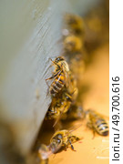 close up of bees in the hive. Стоковое фото, агентство Ingram Publishing / Фотобанк Лори