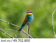 European bee-eater perched on a thorny branch against green background. Стоковое фото, фотограф Игорь Кляхин / Фотобанк Лори