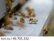 Closeup of bees on hive. Стоковое фото, агентство Ingram Publishing / Фотобанк Лори
