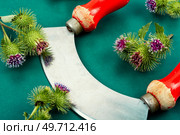 Burdock plant with flowers, herbal medicine. Medicinal plant, milk thistle flowers.. Burdock plant or milk thistle. Стоковое фото, агентство Ingram Publishing / Фотобанк Лори