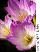 flowering beautiful white - violet crocuses at sunny autumn day. close up. Стоковое фото, агентство Ingram Publishing / Фотобанк Лори