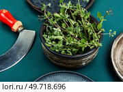 Fresh marjoram, a hot spice, a spice with a sweet smell and a medicinal plant. Fresh marjoram leaves on the table. Стоковое фото, агентство Ingram Publishing / Фотобанк Лори