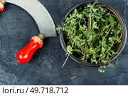 Marjoram, a hot spice, a spice with a sweet smell and a medicinal plant. Fresh marjoram leaves and herb knife. Стоковое фото, агентство Ingram Publishing / Фотобанк Лори