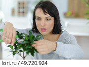 woman during bonsai tree pruning. Стоковое фото, агентство Ingram Publishing / Фотобанк Лори