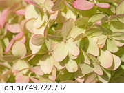 soft pistachio green -pink beautiful hydrangea blossom background at sunny day. close up. Стоковое фото, агентство Ingram Publishing / Фотобанк Лори