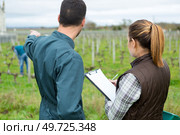 man and woman with clipboard looking out over grape vines. Стоковое фото, агентство Ingram Publishing / Фотобанк Лори
