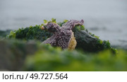 Владивосток. Мыс Кунгасный. Стоковое видео, видеограф Максим Антоненко / Фотобанк Лори