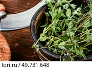 Marjoram, a hot spice, medicinal plant and herb knife on rustic wooden board.. Fresh marjoram, medicinal herb. Стоковое фото, агентство Ingram Publishing / Фотобанк Лори