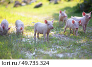 Funny little piglets walk in nature.Funny little piglets walk in nature. A group of pink cute piglets run across the grass. Стоковое фото, фотограф Лазаренко Светлана / Фотобанк Лори
