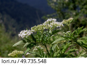 The medicinal herbs Dwarf elder (Sambucus ebulus) close-up. Стоковое фото, фотограф Татьяна Ляпи / Фотобанк Лори