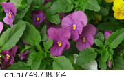 Wild pansies, Viola Tricolor, also known as Johnny Jump Up. Many Purple and Yellow Flowers. Pansies on a Backyard. Landscaping in Green Home Garden. Landscape Design with Flower beds in Summer. Стоковое видео, видеограф Марина Демидюк / Фотобанк Лори