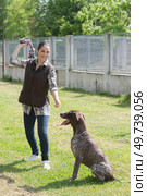kennel volunteer playing with abandoned older dog. Стоковое фото, агентство Ingram Publishing / Фотобанк Лори