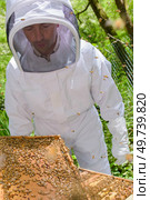 Beekeeper holding frame covered in bees. Стоковое фото, агентство Ingram Publishing / Фотобанк Лори