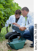 workers checking wine qualities outdoors. Стоковое фото, агентство Ingram Publishing / Фотобанк Лори