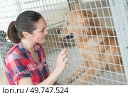 female kennel employee is checking dogs state. Стоковое фото, агентство Ingram Publishing / Фотобанк Лори