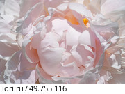 stunning soft pink peony flower background blossoming in garden at sunny day. extreme macro. Стоковое фото, агентство Ingram Publishing / Фотобанк Лори