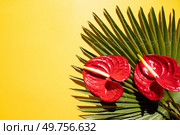 tropical leaves greenery with green leaves and red anthurium flowers over bright yellow background. tropical leaves greenery. Стоковое фото, агентство Ingram Publishing / Фотобанк Лори