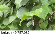 Green hazel leaves under raindrops. Стоковое видео, видеограф Ярославский Максим / Фотобанк Лори