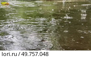 Large raindrops fall into a puddle. Стоковое видео, видеограф Ярославский Максим / Фотобанк Лори