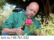 man trimming dead geranium flowers with scissors. Стоковое фото, агентство Ingram Publishing / Фотобанк Лори