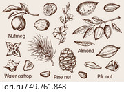 Set of vintage hand drawn nuts. Almond, nutmeg, pili and pine nuts. Vector illustrations. Стоковая иллюстрация, агентство Ingram Publishing / Фотобанк Лори