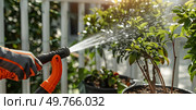 A person is spraying water on a potted plant, hydrating the soil and nurturing the plant with care.. Person Watering Potted Plant. Стоковое фото, агентство Ingram Publishing / Фотобанк Лори