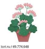 Potted plant with pink flowers and green leaves in a terra cotta pot set against a white background. Ideal for gardening themes, botanical discussions, home d cor, plant care guides, and educational. Potted Geranium Plant with Blooming Pink Flowers and Verdant Leaves. Стоковая иллюстрация, агентство Ingram Publishing / Фотобанк Лори