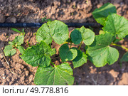 Green cucumber leaves on a bed with drip irrigation, close-up. Growing vegetable seedlings in the garden in summer. Стоковое фото, фотограф Коханова Наталья / Фотобанк Лори
