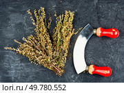 Wormwood herb or Absinthii herba herb on table. Medicinal healing herbs, herbal medicine or alternative medicine.. Dried wormwood medicinal herbs. Стоковое фото, агентство Ingram Publishing / Фотобанк Лори
