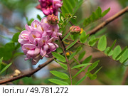 Blooming Robinia hispida, known as the bristly locust, rose acacia, or moss locust, is a shrub in the subfamily Faboideae of the pea family Fabaceae on a sunny spring day, Astrakhan, Russia. Стоковое фото, фотограф Ula Ulachka / Фотобанк Лори