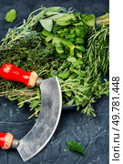 A variety of fresh and dried herbs. Bunches of mint, thyme, rosemary, sage and marjoram.. Mix of herbs. Стоковое фото, агентство Ingram Publishing / Фотобанк Лори