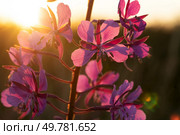 medicinal and edible herb, blooming Sally herb blossoming on field at sunset. close up. Стоковое фото, агентство Ingram Publishing / Фотобанк Лори