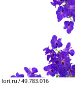 Blue orchids isolated on white background. orchid flowers branch. Стоковое фото, агентство Ingram Publishing / Фотобанк Лори