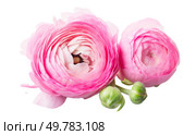 Pink ranunculus flowers in metal pot isolated on white background. Pink ranunculus flowers in metal pot. Стоковое фото, агентство Ingram Publishing / Фотобанк Лори
