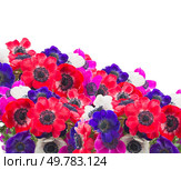 red anemone close up isolated on white background. red anemone flower close up. Стоковое фото, агентство Ingram Publishing / Фотобанк Лори