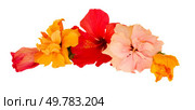 border of multicolored hibiscus flowers isolated on white background. hibiscus flower border. Стоковое фото, агентство Ingram Publishing / Фотобанк Лори