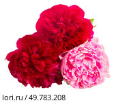 pink peony flowers isolated on white background. pink peonies. Стоковое фото, агентство Ingram Publishing / Фотобанк Лори