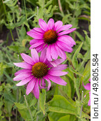 Эхинацея пурпурная на клумбе. Echinacea purpurea. Стоковое фото, фотограф Елена Орлова / Фотобанк Лори