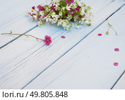 Полевые цветы. Букет белых и розовых цветов на светло-голубом потертом деревянном фоне. Стоковое фото, фотограф AllNikArt / Фотобанк Лори