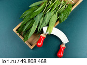 Raw organic green ramps, green shoots of wild onions, plants. Bear leek , wild garlic. Overhead view.. Ramps, green wild leeks. Стоковое фото, агентство Ingram Publishing / Фотобанк Лори