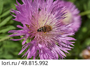 Psephellus whitewashed (lat. Psephellus dealbatus) is an herbaceous plant, a species of the genus Psephellus, of the Asteraceae family. The bee collects pollen and nectar from the flowers. Стоковое фото, фотограф Андрей Жигальцов / Фотобанк Лори