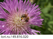Psephellus whitewashed (lat. Psephellus dealbatus) is an herbaceous plant, a species of the genus Psephellus, of the Asteraceae family. The bee collects pollen and nectar from the flowers. Стоковое фото, фотограф Андрей Жигальцов / Фотобанк Лори
