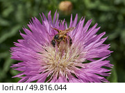 Psephellus whitewashed (lat. Psephellus dealbatus) is an herbaceous plant, a species of the genus Psephellus, of the Asteraceae family. The bee collects pollen and nectar from the flowers. Стоковое фото, фотограф Андрей Жигальцов / Фотобанк Лори