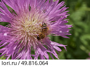 Psephellus whitewashed (lat. Psephellus dealbatus) is an herbaceous plant, a species of the genus Psephellus, of the Asteraceae family. The bee collects pollen and nectar from the flowers. Стоковое фото, фотограф Андрей Жигальцов / Фотобанк Лори
