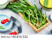 Ramps, green wild leeks. Fresh ramsons leaves. Food photography. A bunch of wild onion or Ramps on the table. Стоковое фото, агентство Ingram Publishing / Фотобанк Лори