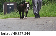 A large fighting dog on a leash walks along a path in the park. Close-up. Стоковое видео, видеограф Ярославский Максим / Фотобанк Лори