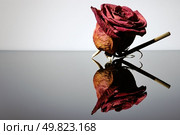 withered red rose. Beauty death flower. Стоковое фото, агентство Ingram Publishing / Фотобанк Лори